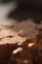 Pink Pendant Loose (No Chain)