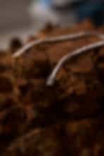 Classic Diamond Tennis Bracelet in White Gold